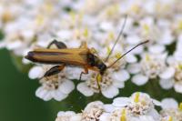 Oedemera podagrariae