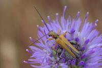 Oedemera podagrariae