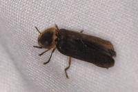 Lampyris noctiluca