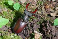 Lucanus cervus
