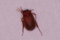 Serica brunnea