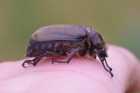 Anoxia villosa