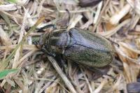 Anoxia villosa