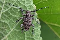 Aegomorphus clavipes