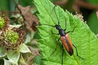 Stenurella melanura