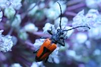 Stictoleptura cordigera