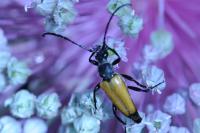 Stictoleptura fulva