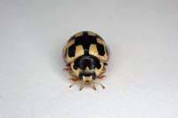 Propylea quatuordecimpunctata