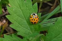 Harmonia axyridis