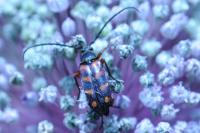 Leptura aurulenta