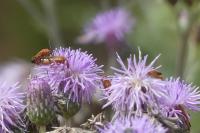 Rhagonycha fulva