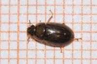 Helochares lividus