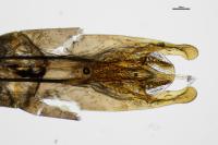 Helochares lividus