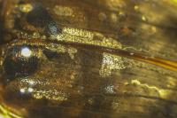 Helochares lividus