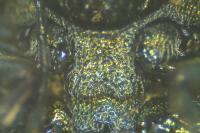 Cryptocephalus hypochaeridis