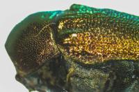 Cryptocephalus hypochaeridis