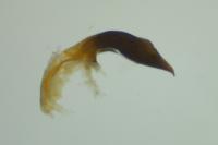 Oulema gallaeciana