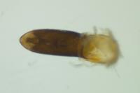 Oulema gallaeciana