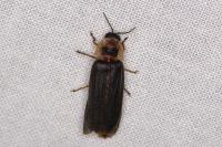 Lampyris noctiluca
