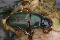 Harpalus affinis