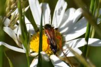 Stenopterus rufus