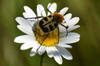 Trichius gallicus