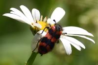 Trichodes alvearius