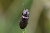 Selatosomus latus