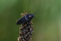 Cidnopus pilosus