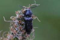 Cidnopus pilosus