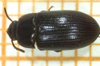 Alphitobius diaperinus