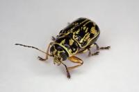 Pachybrachis hieroglyphicus