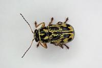 Pachybrachis hieroglyphicus