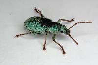 Phyllobius
