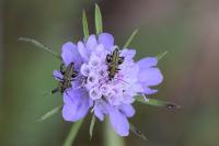 Oedemera flavipes