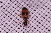 Anthicus laeviceps