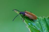 Lagria hirta