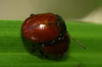 Chrysolina polita