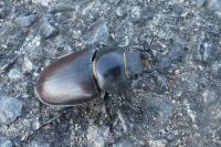 Lucanus cervus