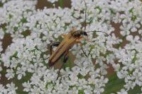 Oedemera podagrariae