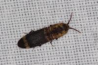 Lacon querceus