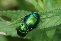 Chrysolina herbacea