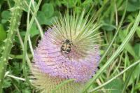 Trichius
