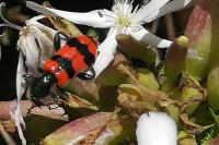 Trichodes apiarius