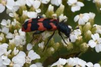 Trichodes alvearius