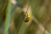 Cteniopus sulphureus