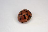 Subcoccinella vigintiquatuorpunctata