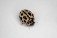 Tytthaspis sedecimpunctata