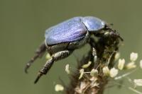 Hoplia coerulea