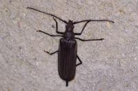 Aegosoma scabricorne